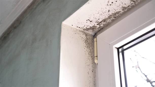 Best Black Mold Remediation in Wanakah, NY