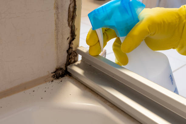 Best Attic Mold Remediation in Wanakah, NY