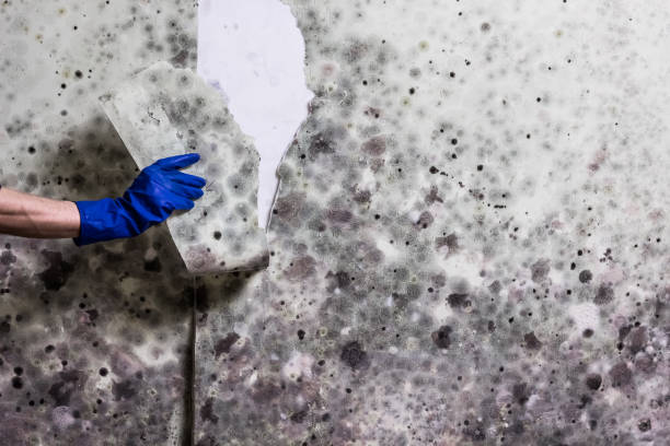 Best Mold Testing and Inspection Services in Wanakah, NY